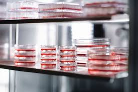 二氧化碳培養箱做培養時注意培養箱濕度、防止箱內污染做好箱內消毒